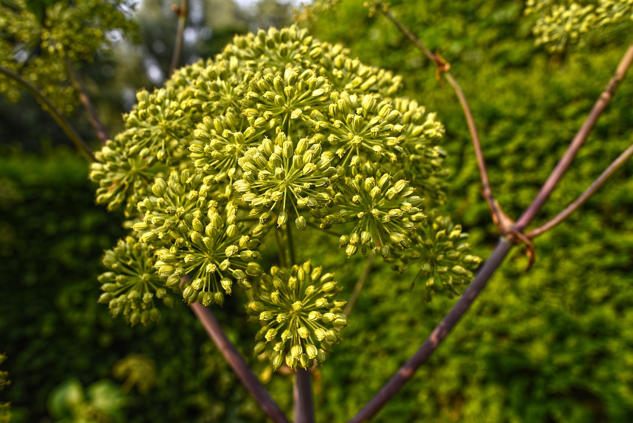 Using Essential Oils to Keep Pests Away from Your Garden